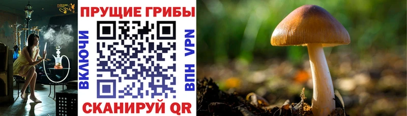 Купить где  Глазов  Псилоцибиновые грибы GOLDEN TEACHER 